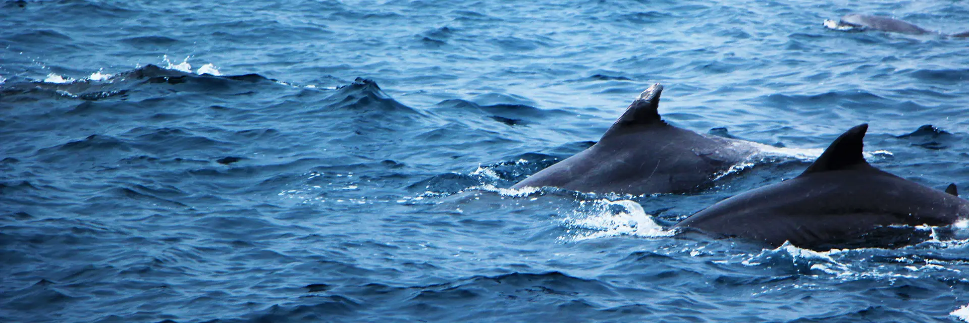 Paginas web en Madrid